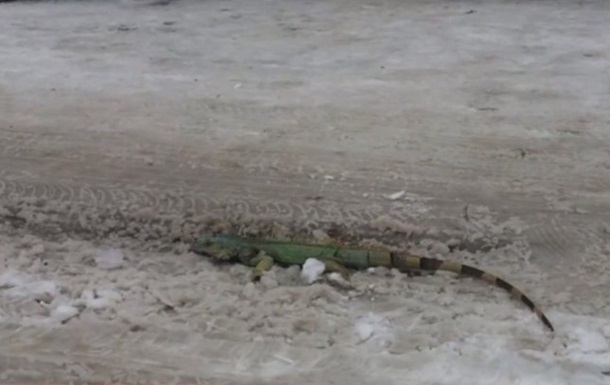 У Львові на вулиці знайшли метрову ігуану