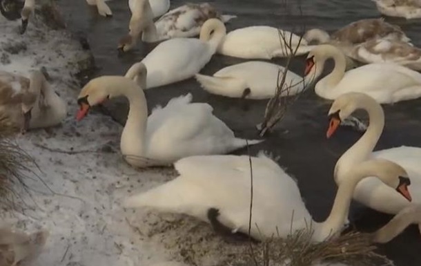 На Буковині зимує рекордна кількість лебедів