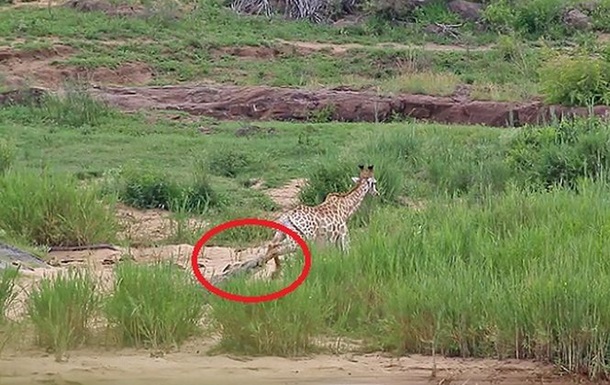 Врятувавшись від крокодила, жираф потрапив у пащі левів