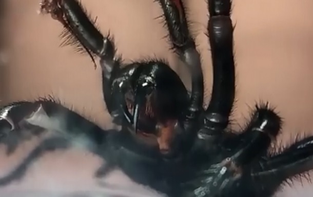 Крупнейшего ядовитого паука в мире сняли на видео