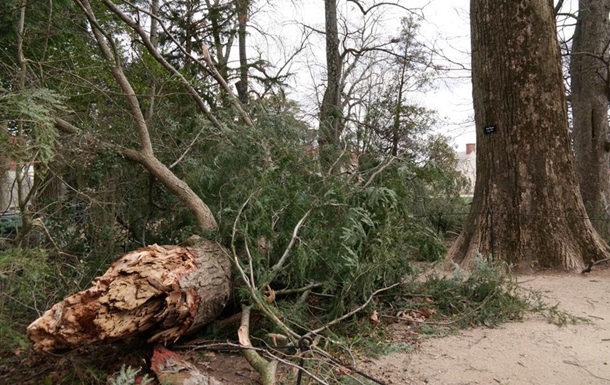 Буря повалила посаженное Вашингтоном дерево