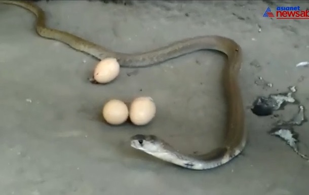 Испуганная змея выплюнула три проглоченных яйца