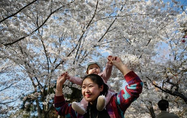 У Китаї розпочався сезон цвітіння вишні