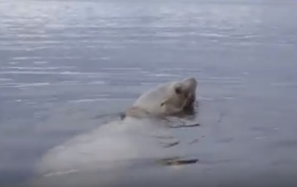 Порятунок морського лева від задушення став відео