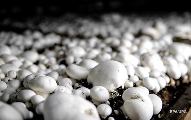 Україна збільшила експорт грибів в 12 разів