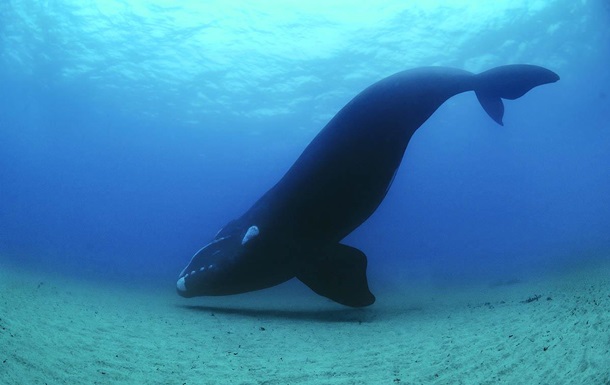 Гренландские киты поют джаз в темноте - ученые 
