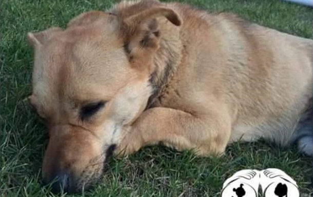В Одесі охоронець ринку помер, не переживши отруєння пса
