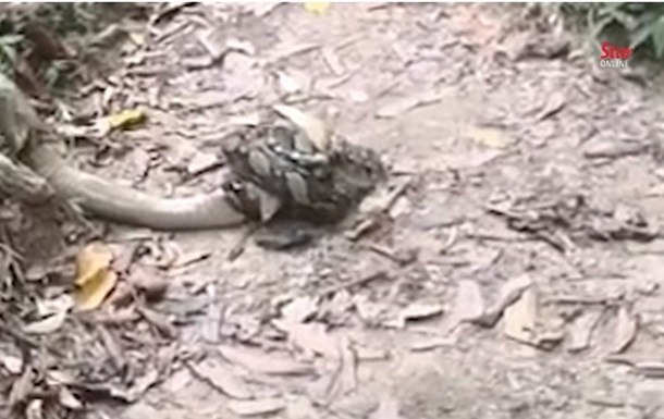 В Малайзии сняли схватку кобры с питоном