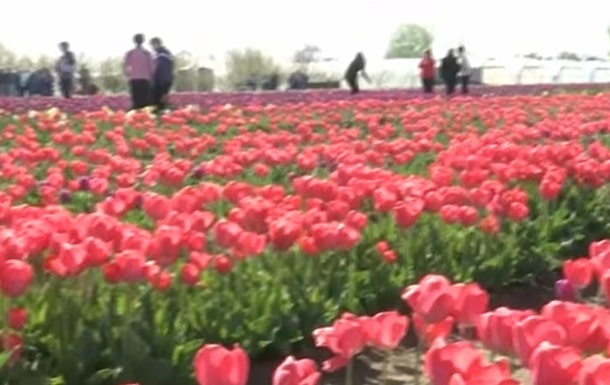 На Херсонщині розкрились 300 тисяч тюльпанів