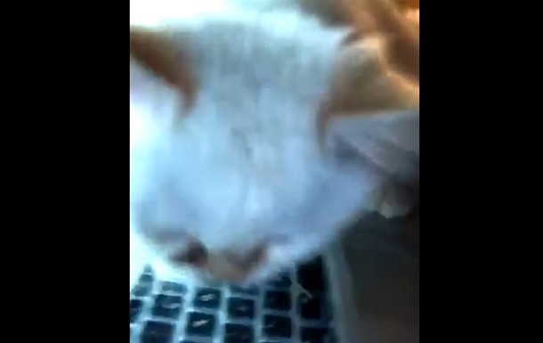 Опрокинувший ноутбук кот развеселил Сеть