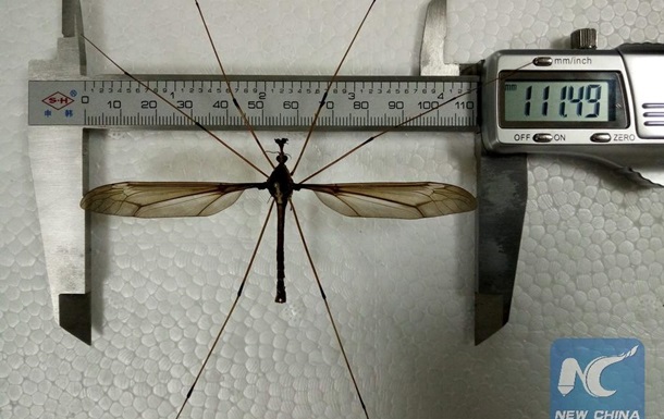 У китайському музеї виставлять найбільшого комара в світі