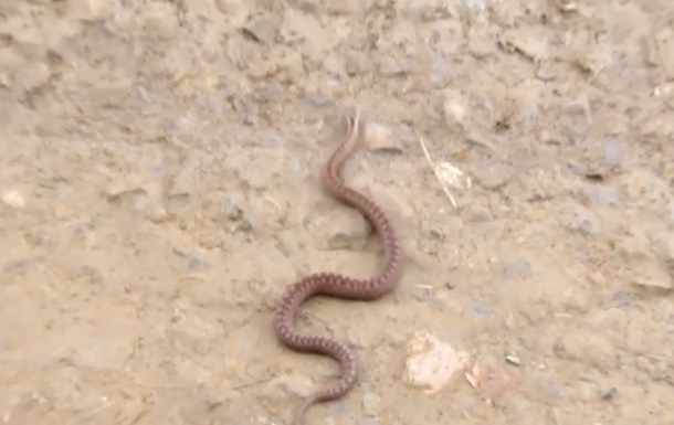 На Прикарпатті почастішали випадки нападу змій