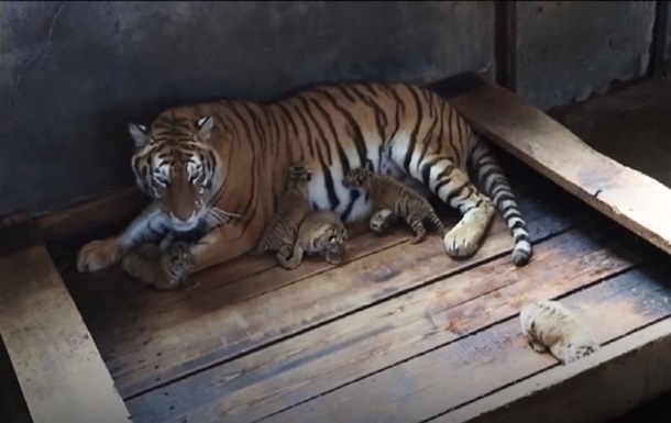 У Китаї тигриця народила п ятьох дитинчат