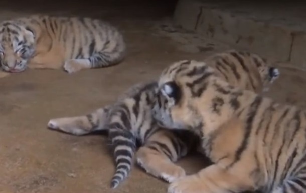 В китайском зоопарке показали новорожденных тигрят