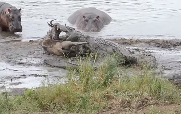 Гиппопотамы защитили антилопу от крокодилов