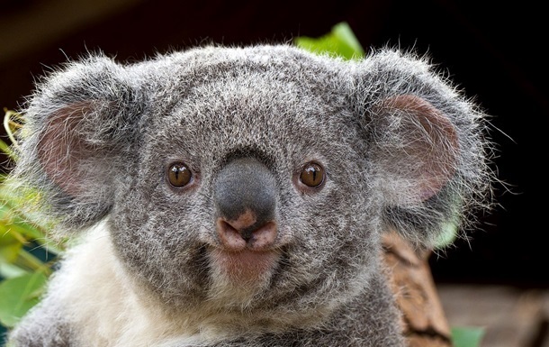 В Австралії коала знайшла вудку і  вирішила рибалити 