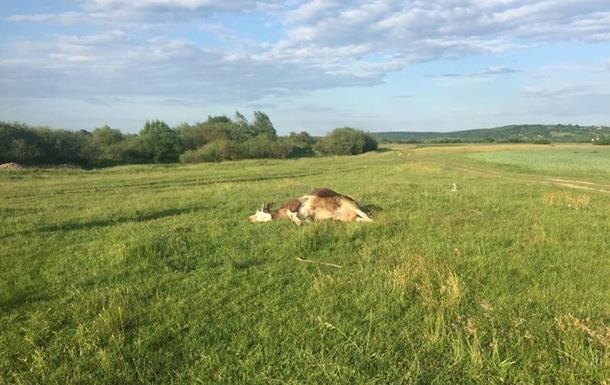Информация о массовом отравлении коров в Прикарпатье не подтвердилась - РГА