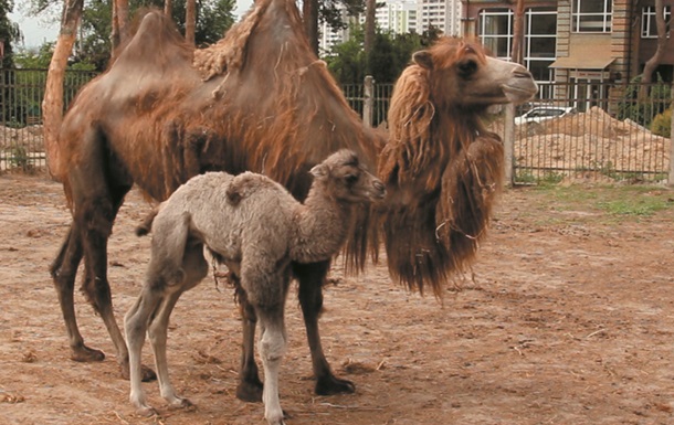 В зоопарке Харькова родился верблюжонок