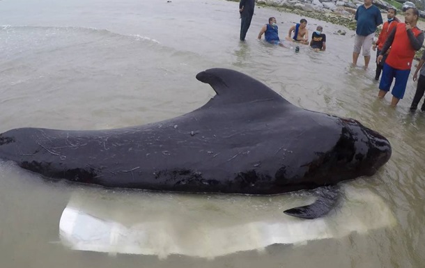У Таїланді через пластикові пакети загинув дельфін