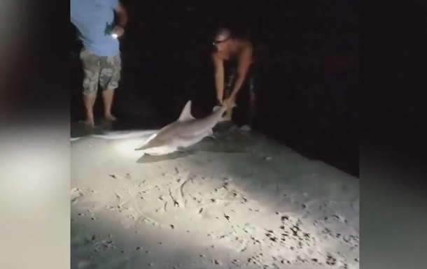 У США чоловік відтягнув за хвіст живу акулу
