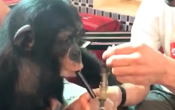 Блогер дал покурить обезьяне: видео стало хитом