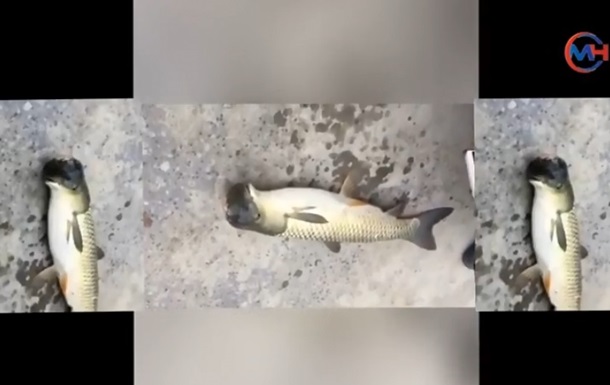 У Китаї виловили рибу з пташиною головою