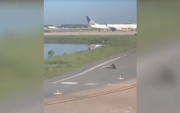 Во Флориде аллигатор заблокировал взлетную полосу в аэропорту