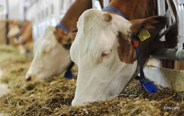 Україна скоротила виробництво м яса і молока