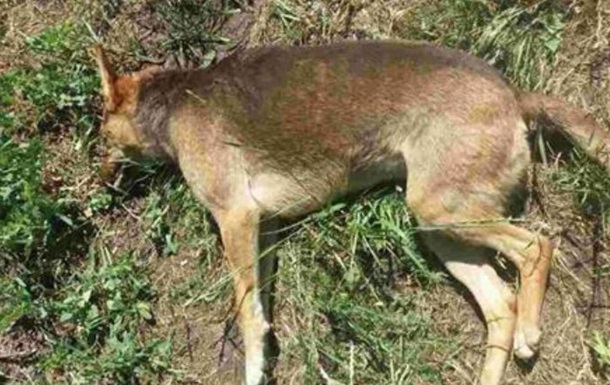 В Кропивницком неизвестные массово убивают собак