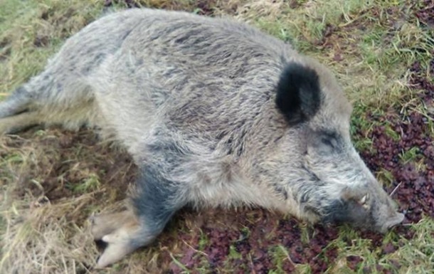 На Закарпатті зафіксовано випадок чуми свиней