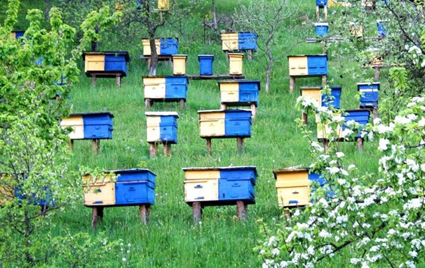 В Сумской области поймали похитителей пчел