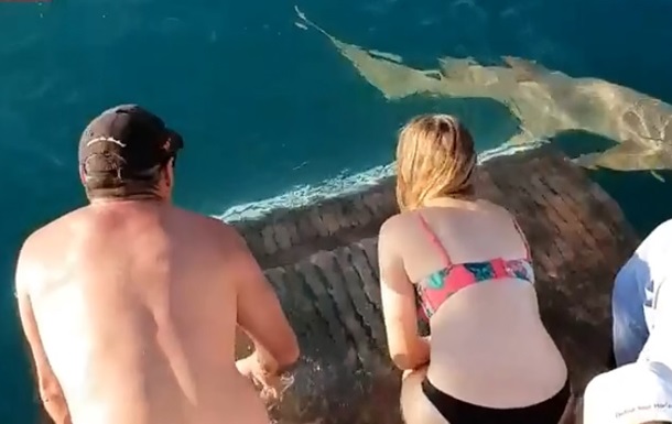 Акула спробувала затягти жінку, яка її годувала