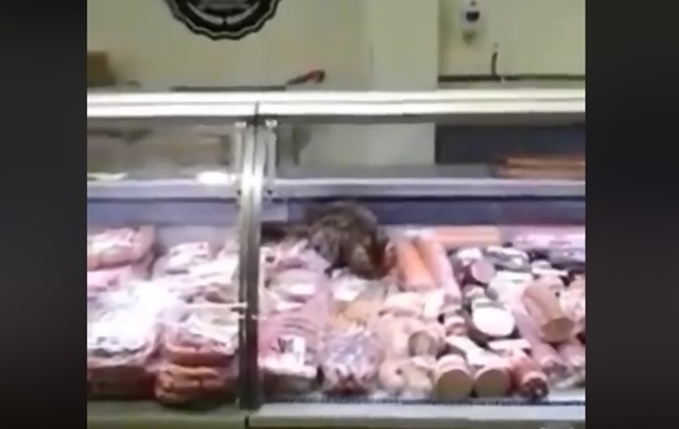 В мясной витрине киевского супермаркета нашли кота