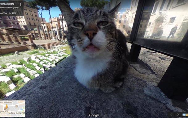 Сеть удивил обнаруженный Google нелепый кот