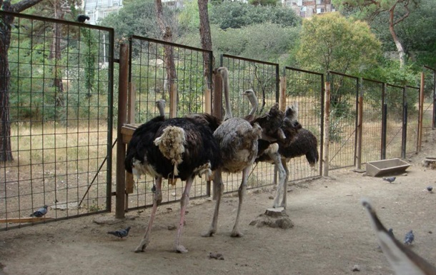 У Грузії зоопарк відмовився позичити політику страуса для походу в суд