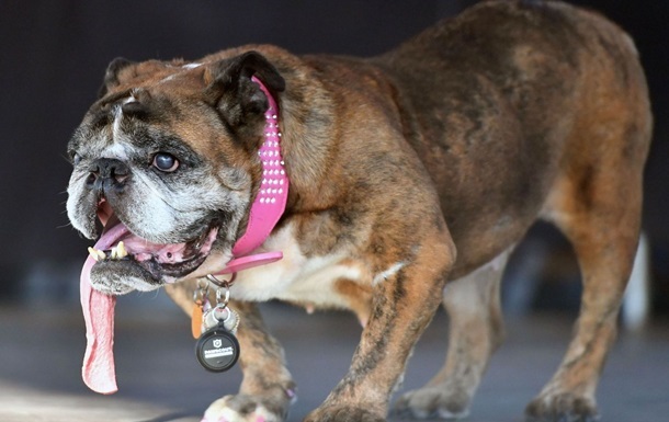 У США помер найпотворніший собака в світі