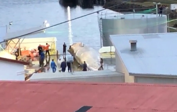 Синього кита вбили вперше за 40 років