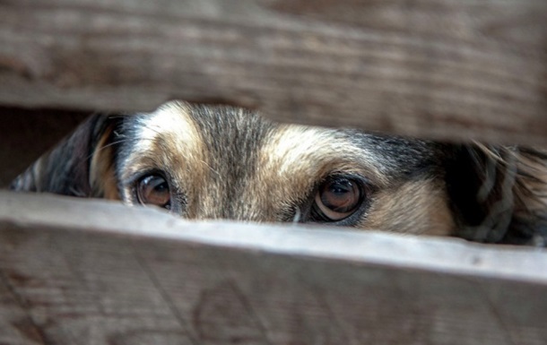 В Николаеве в Центре защиты животных убили 150 собак