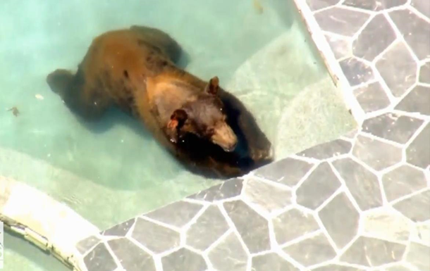 В США медведь залез в бассейн, спасаясь от жары