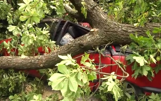 У центрі Львова дерево впало на два автомобілі