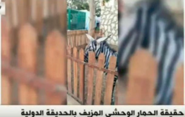 У зоопарку Каїра ослів пофарбували і видали за зебр
