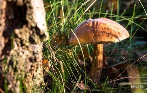 В Киеве шесть человек отравились грибами