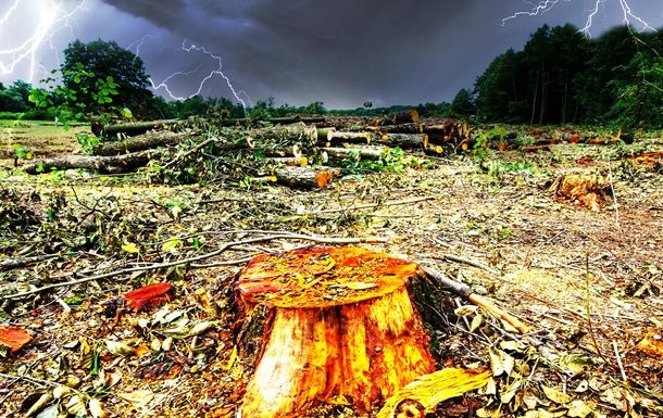 Кто крышует нелегальную вырубку леса