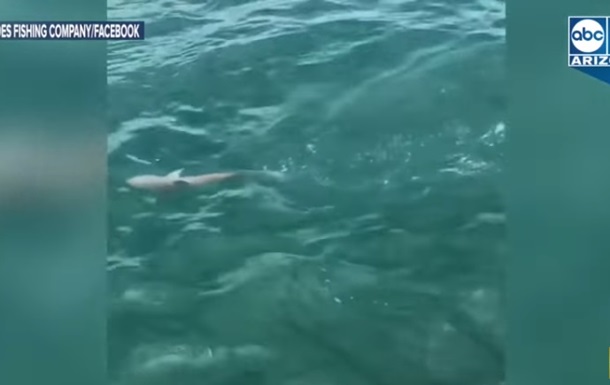Рыбаки сняли огромного окуня, атаковавшего акулу