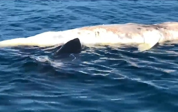 Акула-людожер намагалася з їсти кита