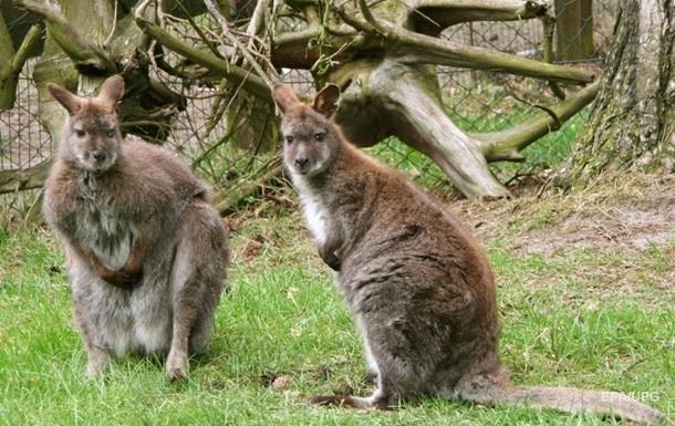 Жителі Австралії масово скаржаться на нахабних кенгуру