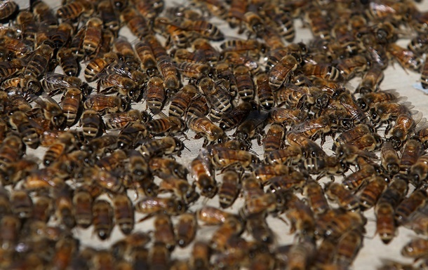 Названа причина масового мору бджіл в Україні