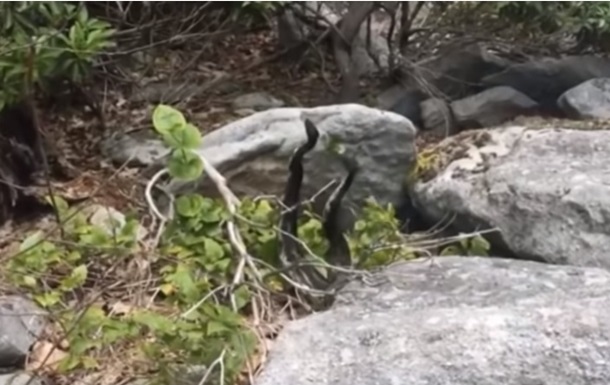  Танец  двух озлобленных змей сняли на видео