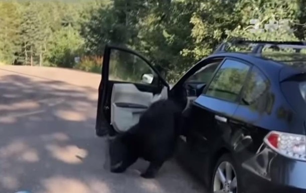 В США медведь разгромил машину и заснул на сидении