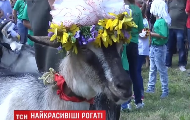 В Тернопольской области прошел конкурс красоты среди коз
